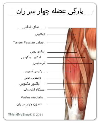 می دانیم که یکی از مشکلات شایع در ورزشکاران آسیب عضله چهار سر است . در این مطلب ما قصد داریم که عواملی را که در ایجاد این آسیب عضله نقش دارد را برای شما بازگو کنیم . در ادامه مطلب با ما همراه باشید.